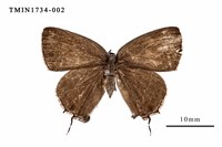 藏品(田中灑灰蝶)的圖片